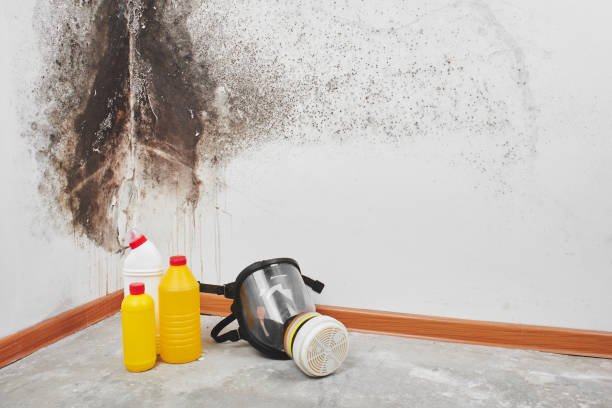 Best Toxic Mold Removal  in Mathews, VA