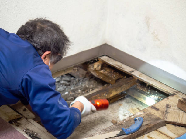 Best Emergency Mold Removal  in Mathews, VA