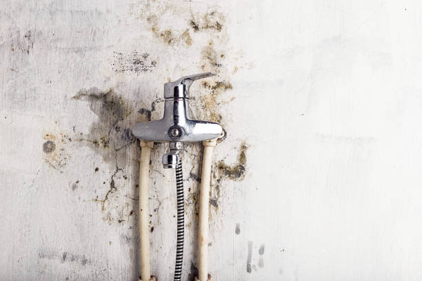 Office Mold Removal Services in Mathews, VA