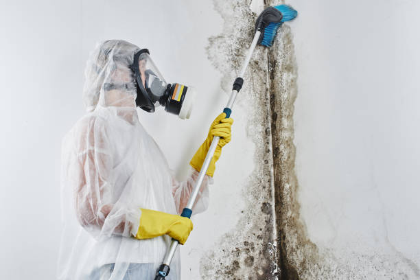 Best Certified Mold Removal  in Mathews, VA