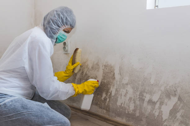 Best Residential Mold Removal  in Mathews, VA