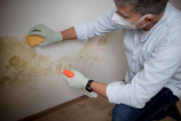 Best Local Mold Removal Service  in Mathews, VA