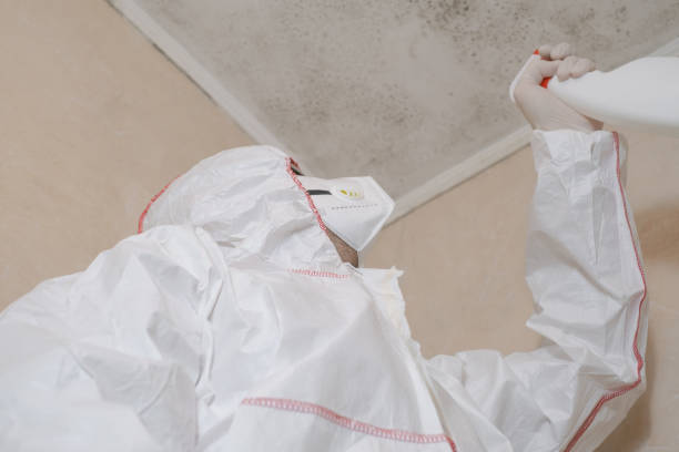 Best Mold Removal Company Near Me  in Mathews, VA