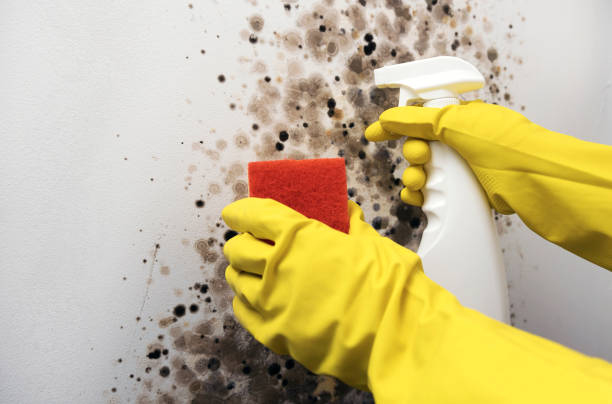 Best Commercial Mold Removal  in Mathews, VA