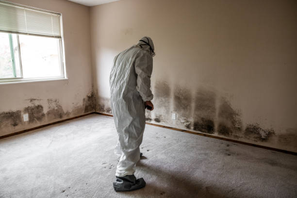 Best Best Mold Removal Companies  in Mathews, VA