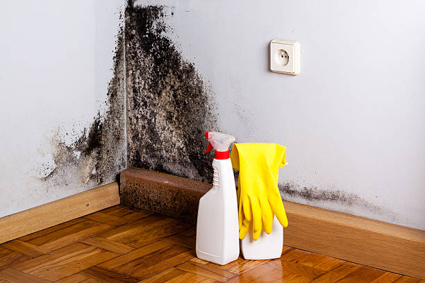 Best Crawl Space Mold Removal  in Mathews, VA
