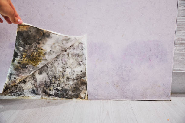 Mold Removal Process in Mathews, VA